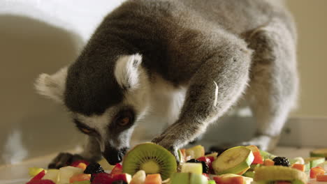 lémur en cautiverio busca a través de un montón de frutas a su favorito - cierra la cara linda y los ojos amarillos