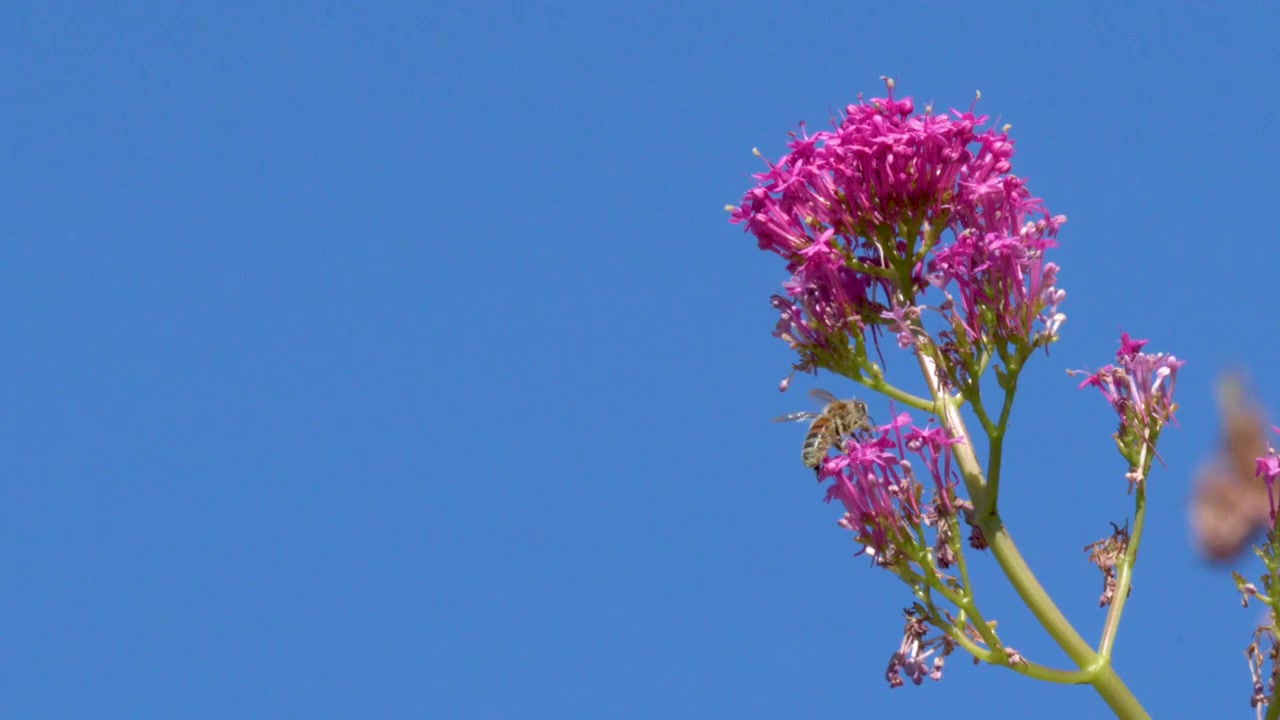 Una abeja melífera recoge néctar de vibrantes flores silvestres rosas bajo la luz brillante del sol y cielos azules