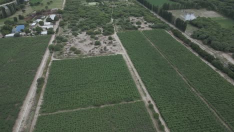 Argentina-Vineyards-in-Cafayate-Salta,-Aerial-Drone-Above-Grape-Production-Rural-Area-and-Scenic-Andean-Cordillera-Mountain-Range