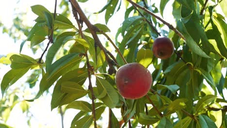 Close-up of juicy, ripening apricots on a sunny summer day