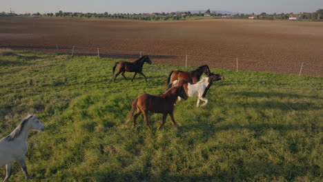 caballos en una pradera en el centro de portugal cámara lenta drone tiro