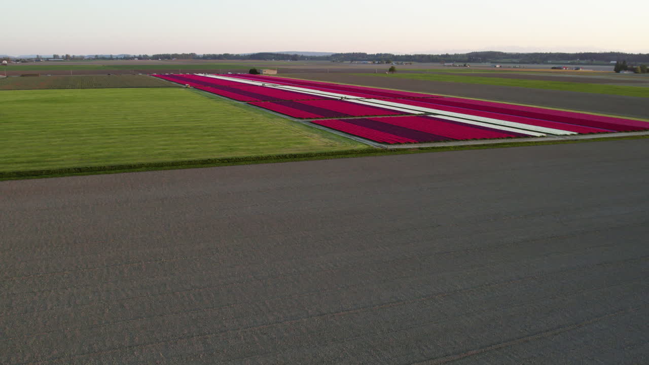 은 봄 저녁 에 생생 한 립 꽃  에 다가오는 공중 풍경