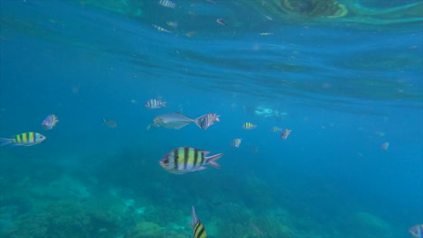 Abudefduf-Saxatilis-Und-Andere-Exotische-Fische-Unter-Wasser-In-Thailand