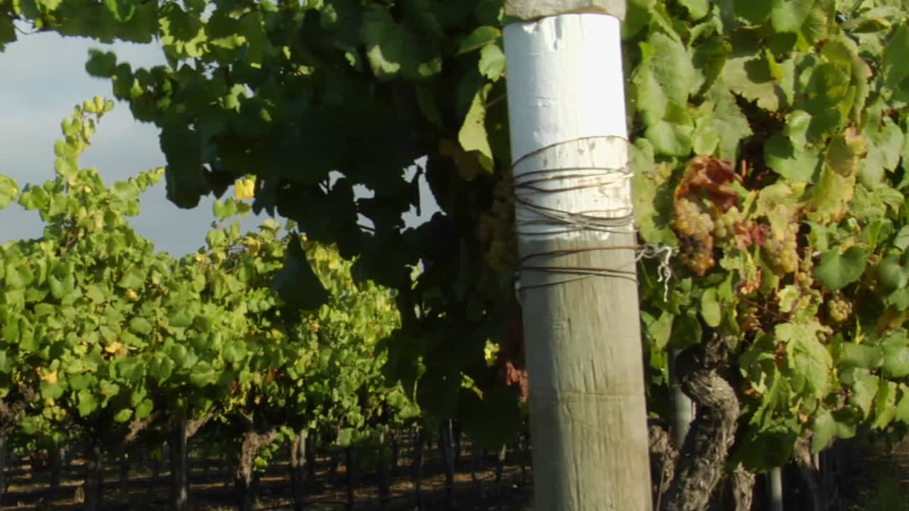 dolly se mueve a través de una fila de vides de uva en un viñedo del condado de santa bárbara, california 1