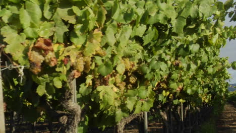 dolly se mueve a través de una fila de vides de uva en un viñedo del condado de santa bárbara, california 1
