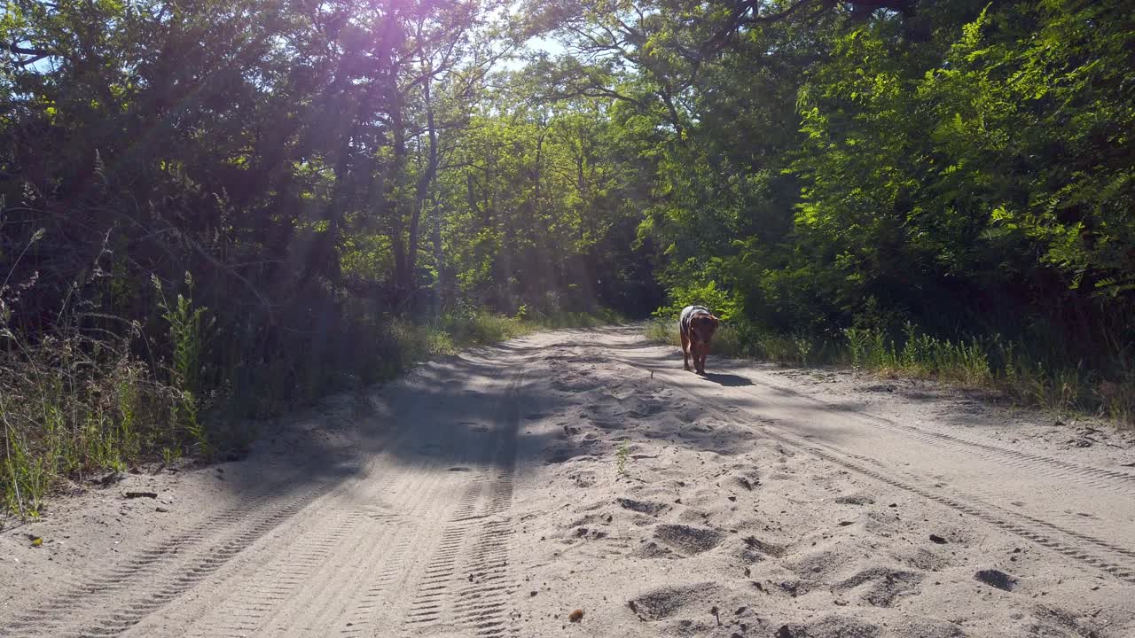 un perro caminando en la arena hacia la cámara