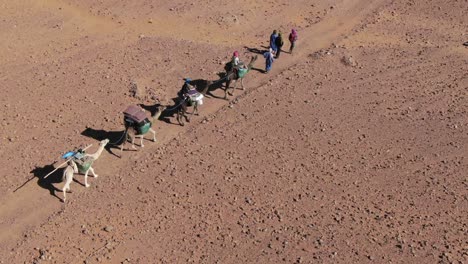 caravan of camels and bedouins crossing moroccan desert, overhead aerial pov