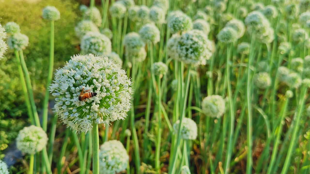 Nærbilde av en bie som hviler på en hvit løkblomst blant høye grønne stilker, varmt sollys som belyser de sfæriske blomstene og skaper myk dybde i feltet