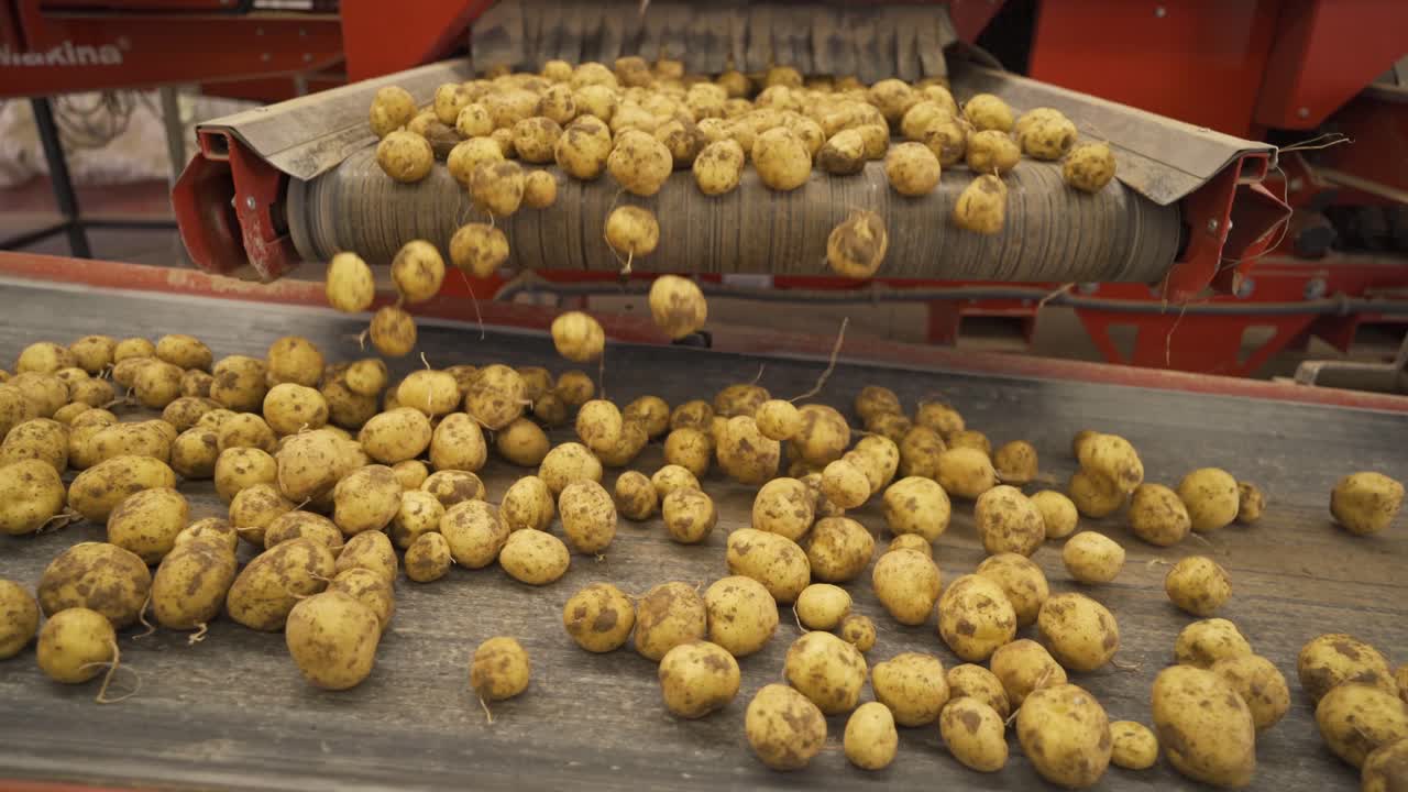 Patate che si riversano da un nastro trasportatore all'altro