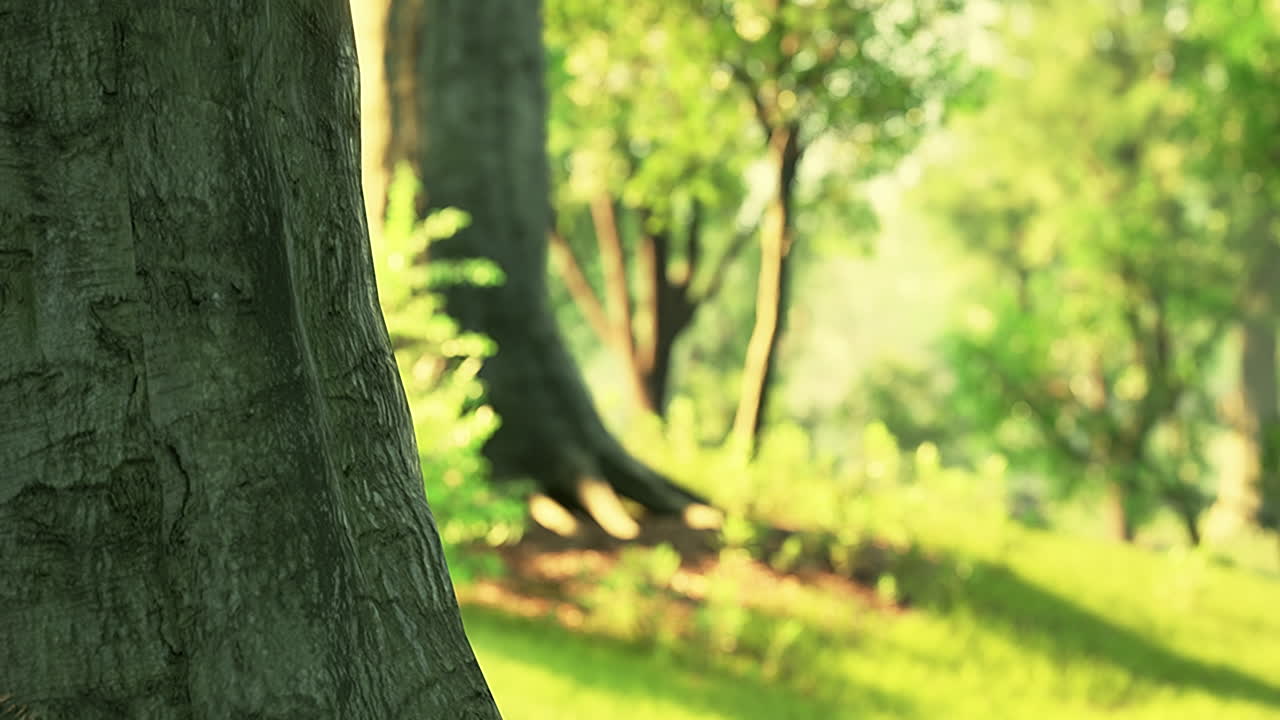 зеленый газон с большим двором на утреннем солнце