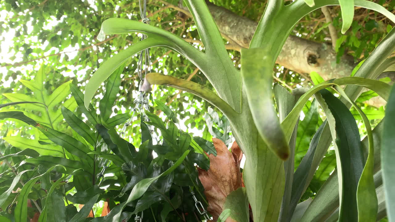 아름다운 날에 나무에서 사슬에 매달려 있는 바람에 부드럽게 흔들리는 식물