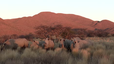 un choque de rinoceronte blanco camina en el sol de la tarde a través de la sabana de kalahari