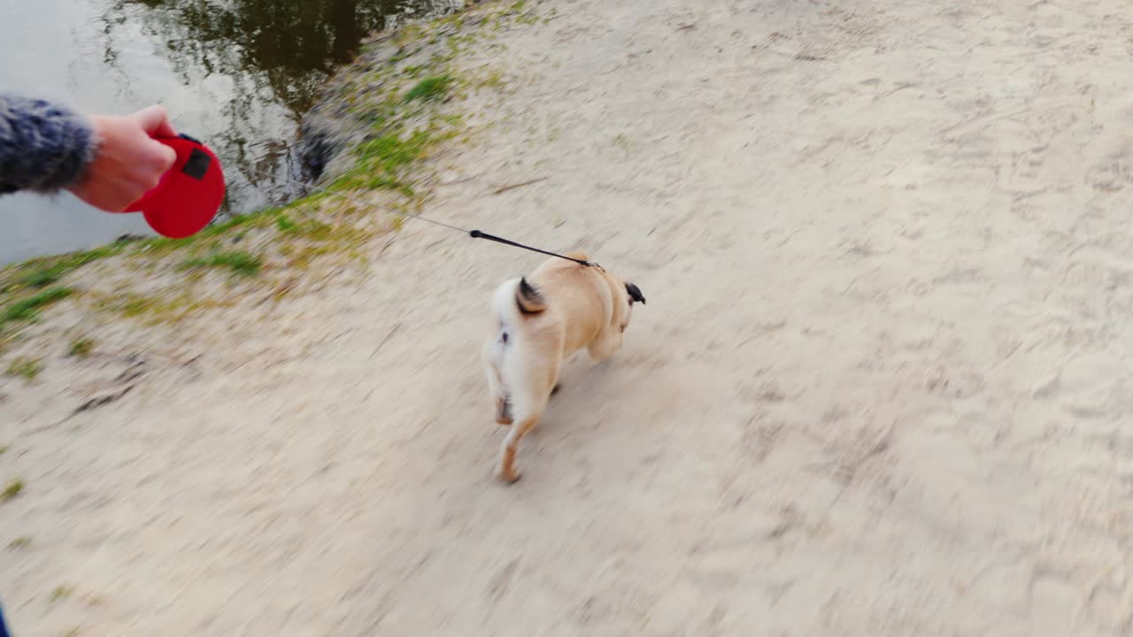 멋진 은 날 호수 근처에서 개와 함께 산책하는 재미있는 3 축 안정 pov 비디오