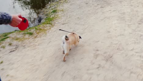 caminar con un perro cerca del lago en un buen día despejado. divertido vídeo pov estabilizado de 3 ejes