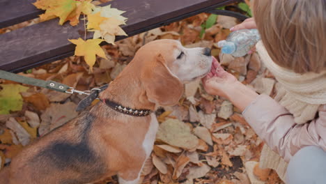 closeup of beagle dog drinking water from owner cupped hand while raising paw, surrounded by dry autumn leaves near wooden bench with vibrant foliage overhead during