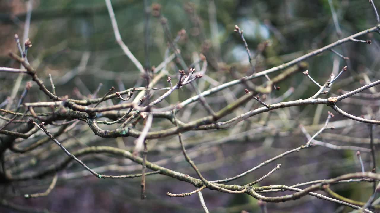 겨울에 숲에서 죽은 나무 가지를 닫습니다