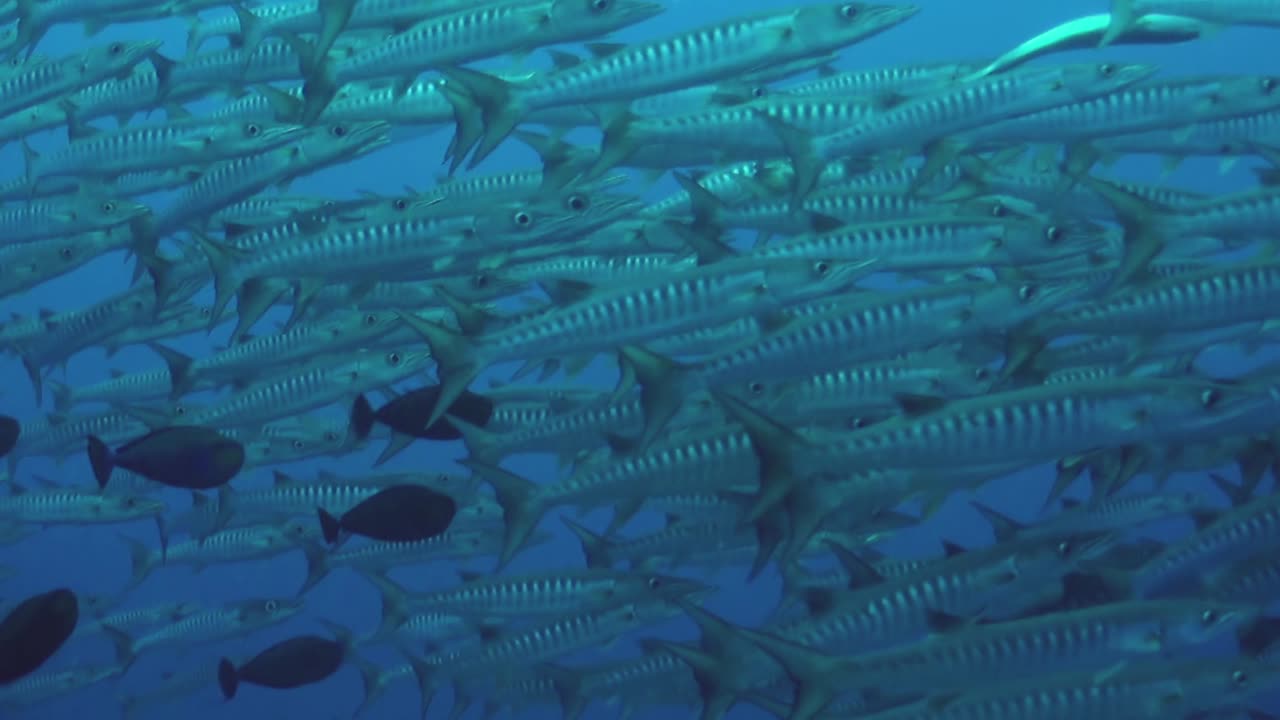 school of blackfin barracuda circle left to right in blue water, medium shot