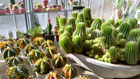 colorful cacti in a greenhouse setting