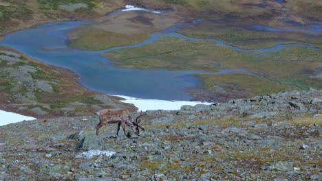 red deer walks and graze on rugged mountain of helags in harjedalen, sweden on a sunny day. high angle