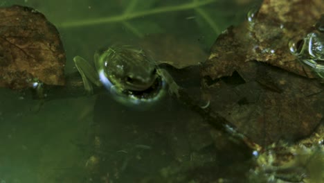 Primer-Plano-De-Una-Rana-Asomando-Fuera-Del-Agua-Con-Hojas-Flotantes,-Creando-Ondas.