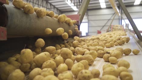 la planta de envasado de patatas en cámara lenta.