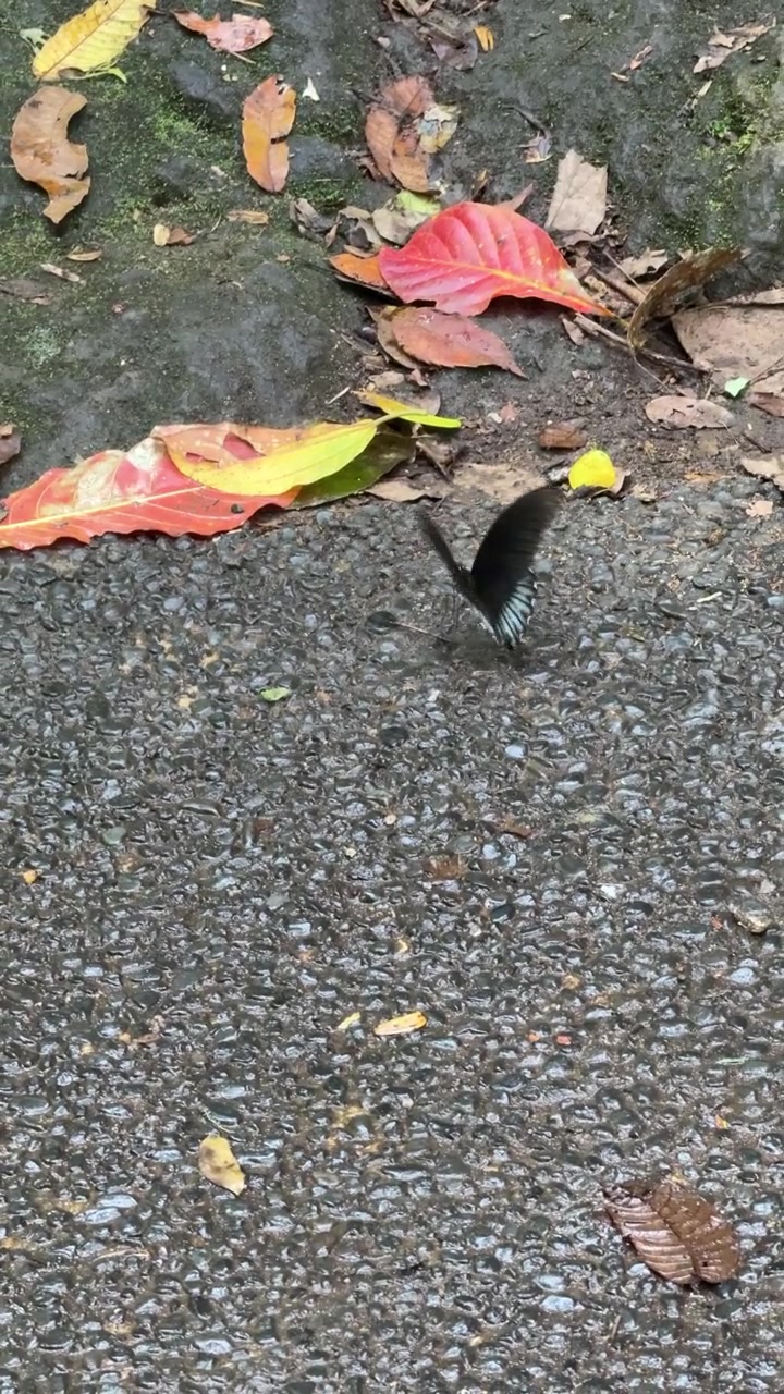 Black Butterfly Resting on Wet Ground with Fallen Leaves
