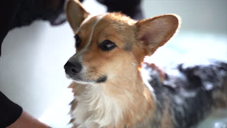 corgi-lovingly-getting-a-bath