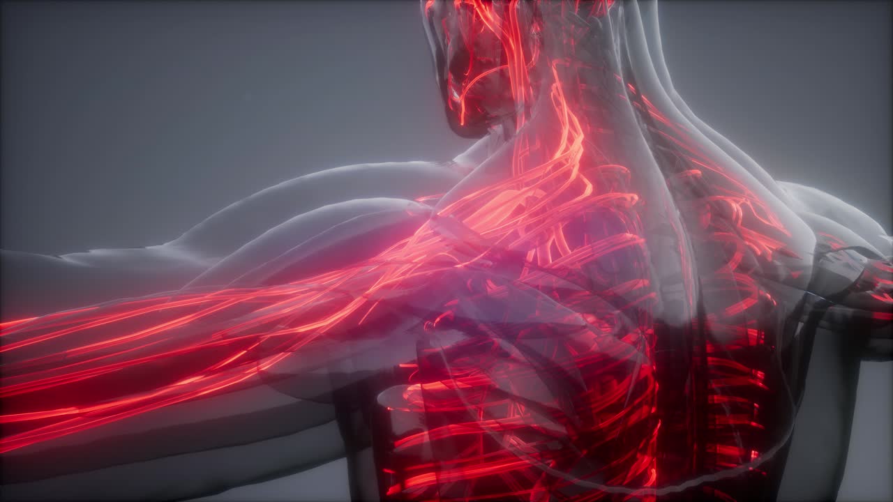 Vasi sanguigni del corpo umano