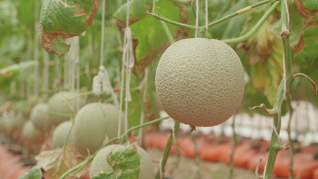 melón en el invernadero de la granja de melones