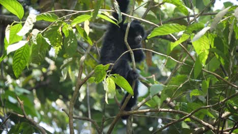 bebé salvaje siamang trepando árboles en la selva en sumatra, indonesia