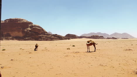 camels in the wadi rum desert