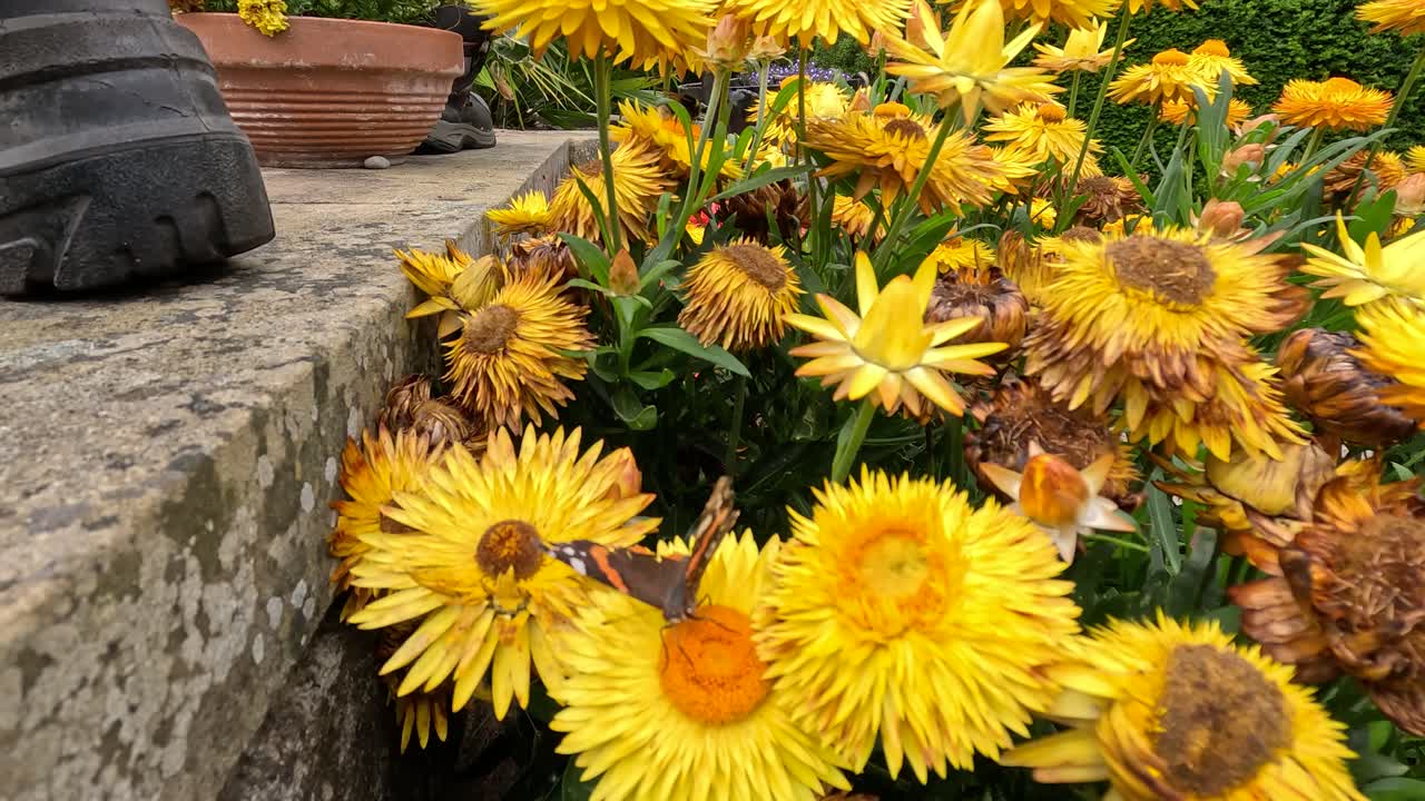 La telecamera si muove lentamente accanto a vivaci fiori di paglia gialli su una sporgenza di pietra, con stivali visibili, in un giardino botanico all'aperto sotto la luce naturale del giorno