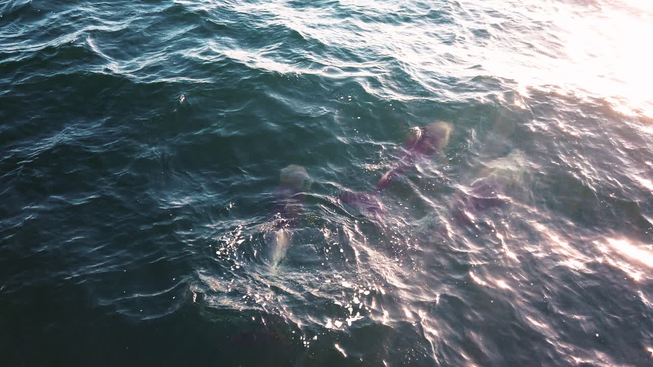 Dazzling Dolphins Swimming In Bright Blue Ocean With Reflections Of Sunlight - Bay Of Islands, New Zealand - high angle