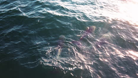 Schillernde-Delfine,-Die-Im-Hellblauen-Ozean-Mit-Reflexionen-Des-Sonnenlichts-Schwimmen---Bay-Of-Island,-Neuseeland---Hoher-Winkel