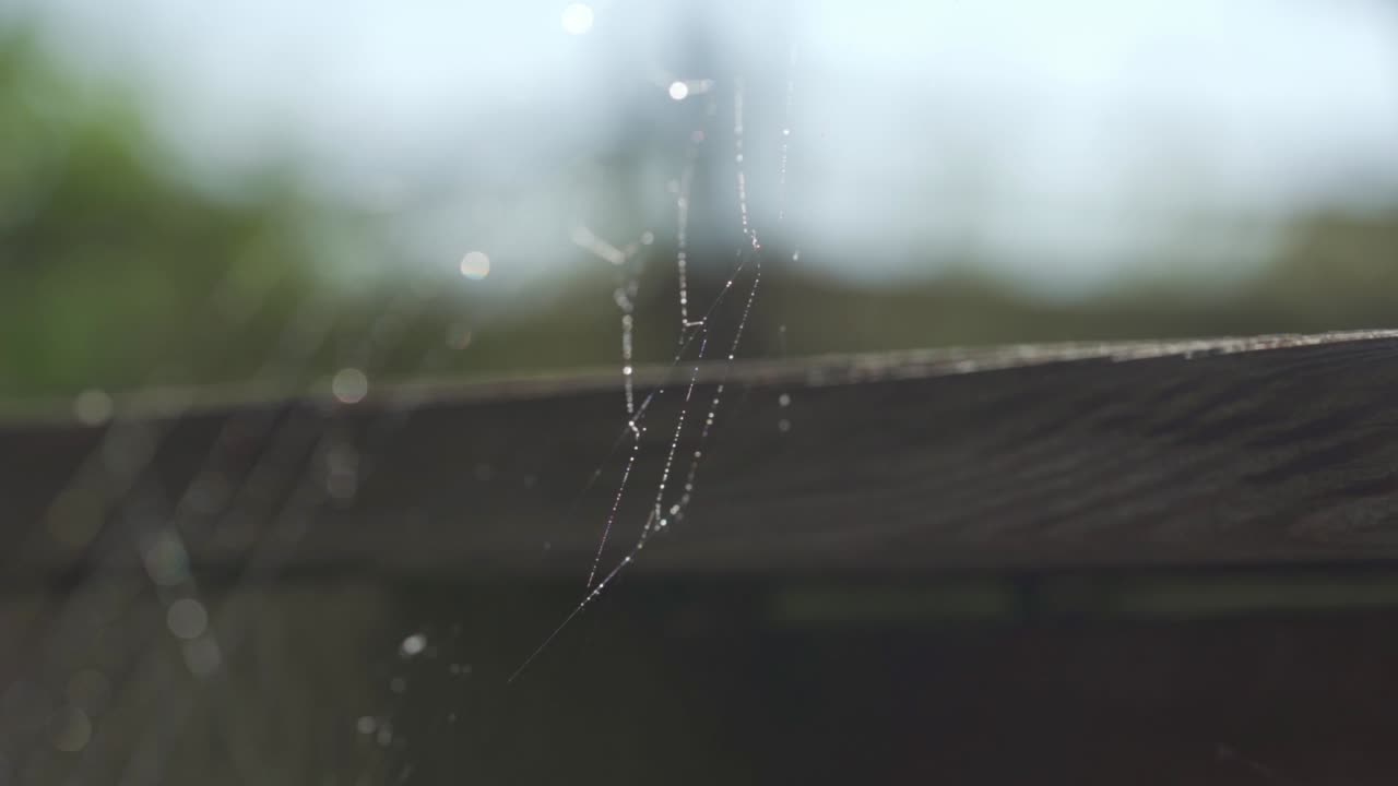Closeup Shot Of Water Reflecting On Spider Web, Outdoor Nature