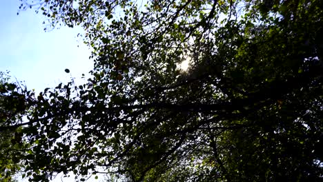 Sun-rays-flare-through-branches-of-big-trees-on-bright-sky-in-Autumn