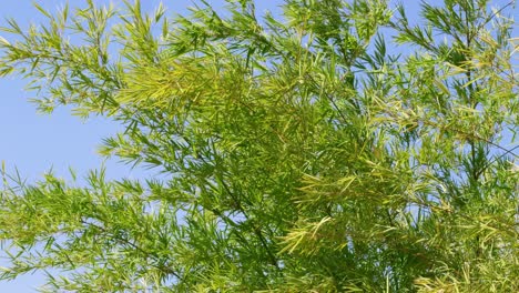 explore the dynamic growth of bamboo in a tropical setting under a clear blue sky.