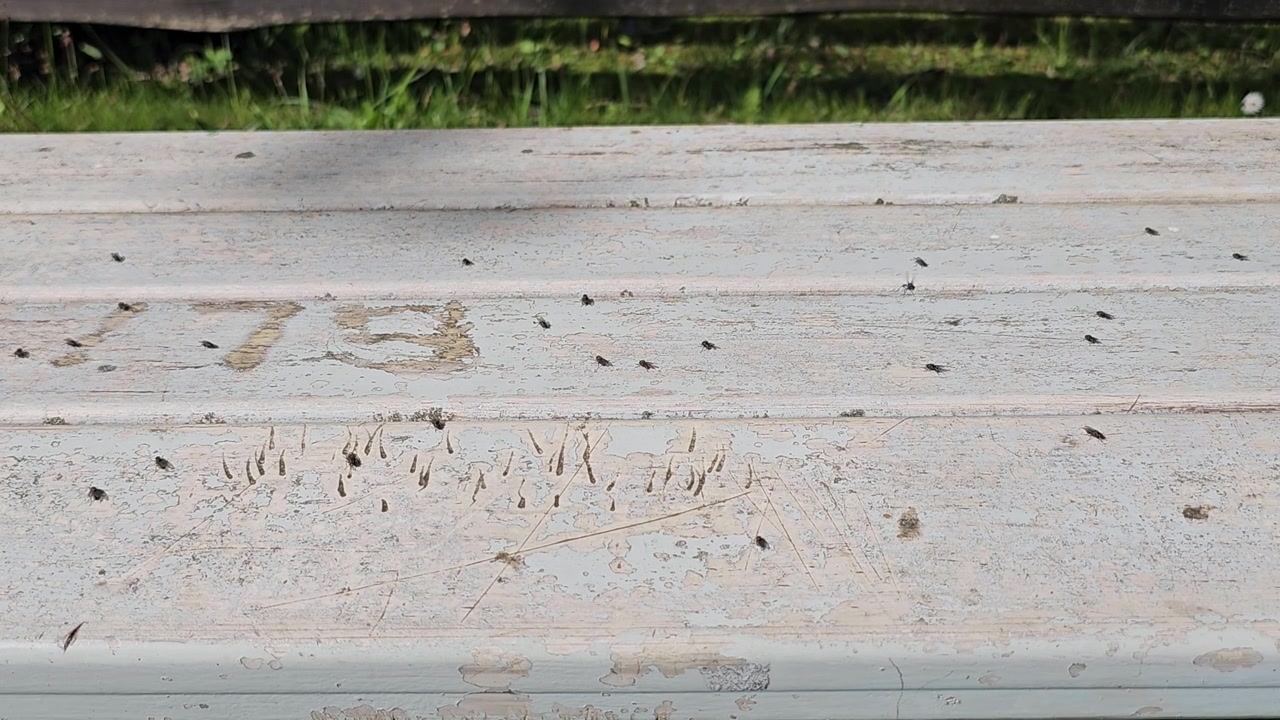 Molte mosche che strisciano e volano intorno a una panca di legno dipinta e usurata in un parco in una giornata di sole.
