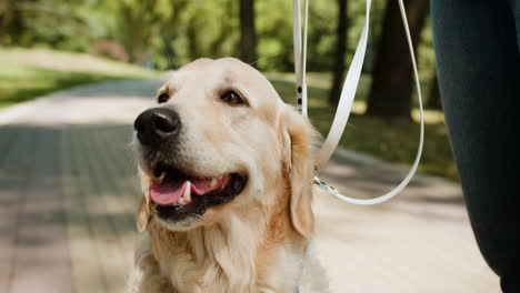 golden retriever with leash