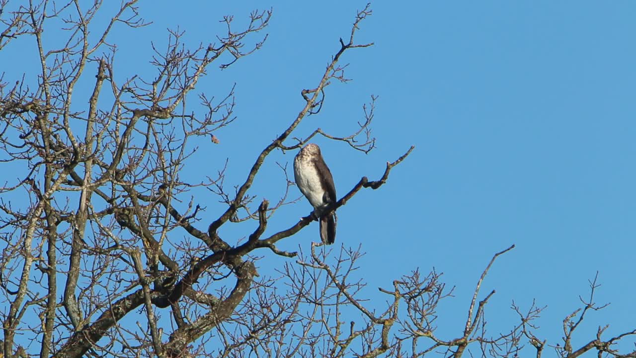 A Cormorant, Phalacrocorax carbo, perched in a large tree above an inland lake