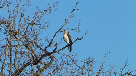 Un-Cormorán,-Phalacrocorax-Carbo,-Encaramado-En-Un-Gran-árbol-Sobre-Un-Lago-Interior