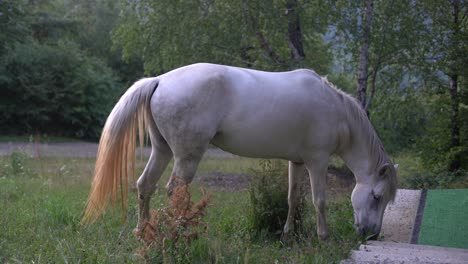 Weißes-Pferd,-Das-Auf-Einem-Bauernhofgebiet-Weidet.