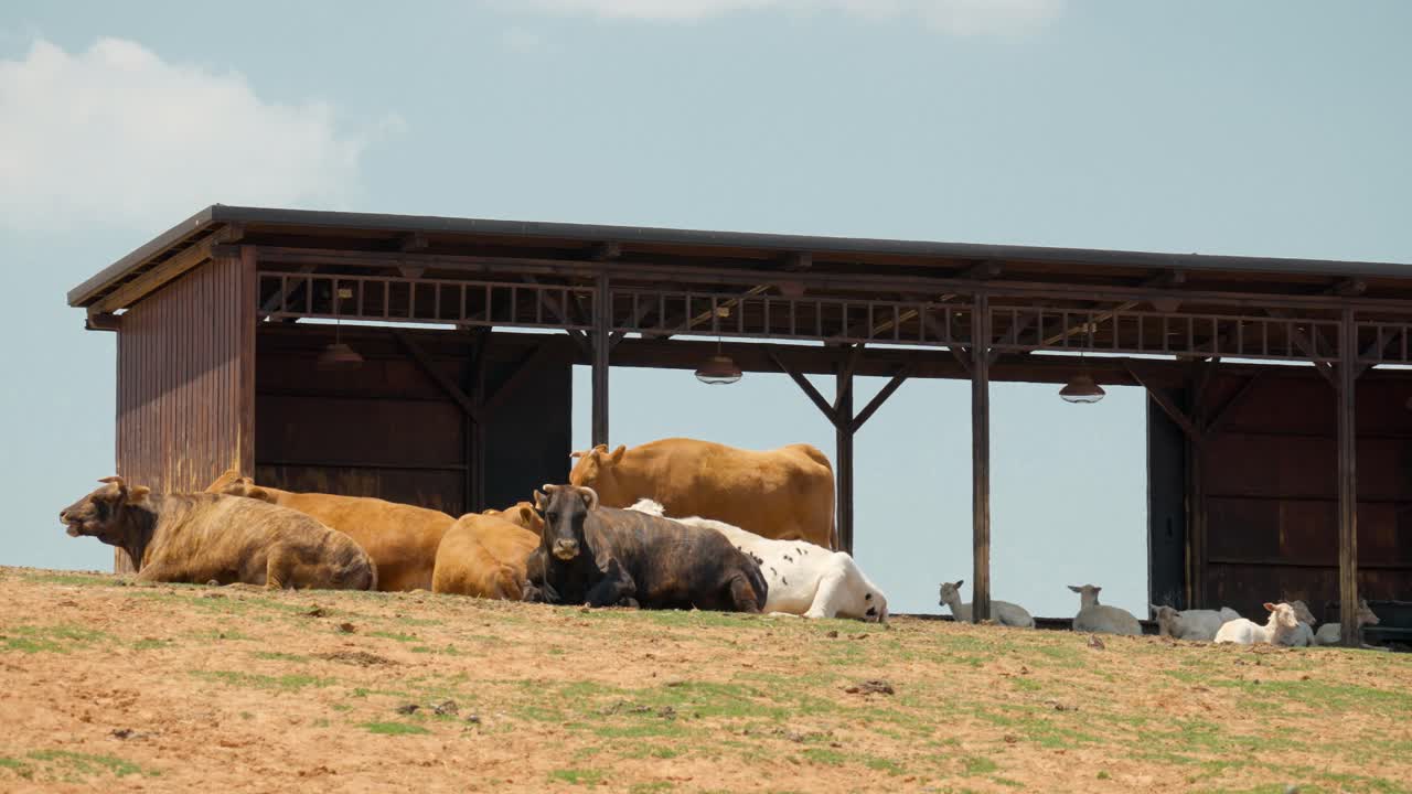 rebaño de vacas y cabras tiradas y relajadas en el suelo cerca del granero de madera en una granja en una colina contra el cielo azul