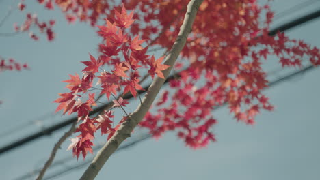 vibrant color of red maple tree leaves swaying against sunny sky in miyagi, japan