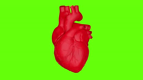3D-Real-Heart-Beat-Looping