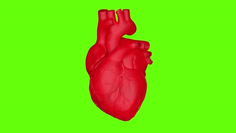 3d real heart beat looping