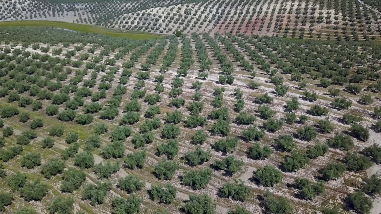 vista aérea de muchos olivos en el sur de españa durante el verano