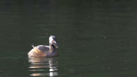 white-tufted grebe swims and eats small chanchito fish, close view