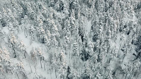 Aéreo,-Inclinación-Hacia-Abajo,-Tiro-De-Drone,-Volando-Bajo-Sobre-Finlandés,-Bosque-De-Invierno,-De-Nieve,-Abetos-O-Pinos-Cubiertos,-En-Un-Día-Nublado,-En-El-Parque-Nacional-Nuuksio,-En-Espoo,-Uusimaa,-Finlandia