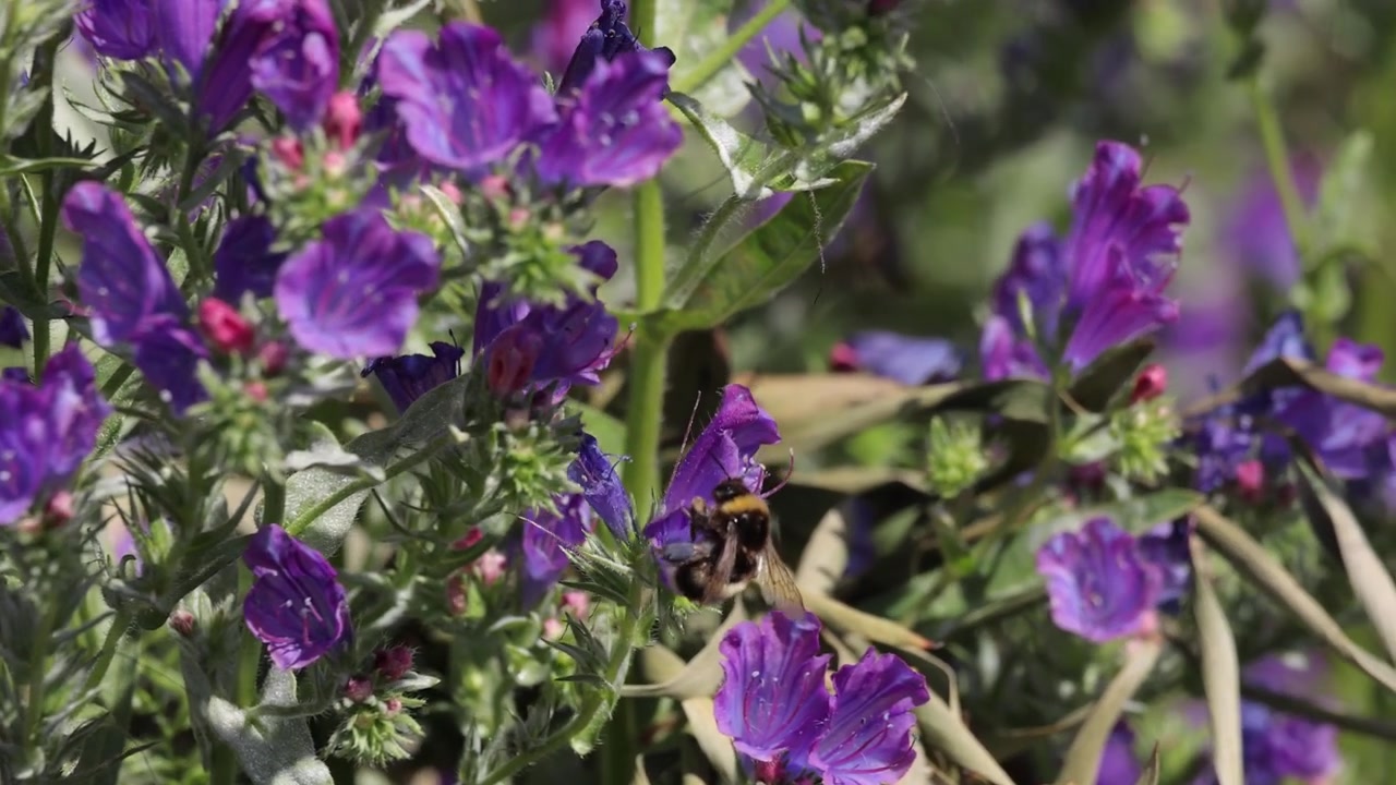 Lush Purple Flower Field Teeming with Pollinator Bees and Bumblebees